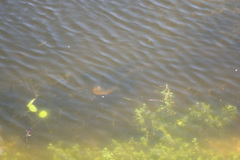 Channa aurolineata
