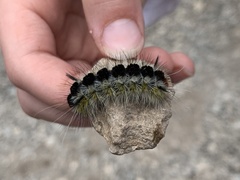 Lophocampa ingens