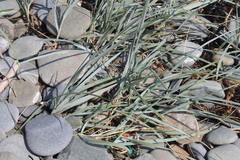 Leymus arenarius