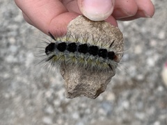 Lophocampa ingens