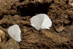 Celastrina humulus