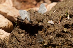 Celastrina humulus
