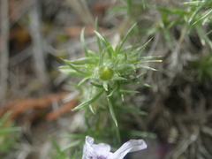 Phlox hoodii