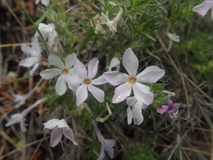 Phlox hoodii