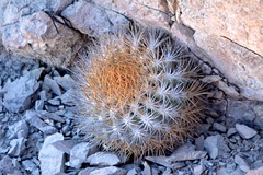 Eriosyce rodentiophila