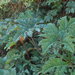 Gunnera talamancana - Photo (c) Eva Hedström, some rights reserved (CC BY-NC), uploaded by Eva Hedström