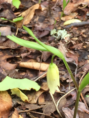 Uvularia puberula
