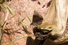 Erynnis icelus