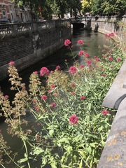 Centranthus ruber