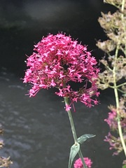Centranthus ruber