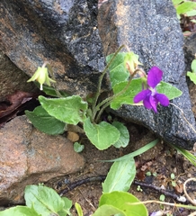 Viola primulifolia