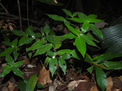 Palicourea iodotricha
