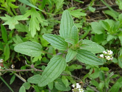 Capsella bursa-pastoris