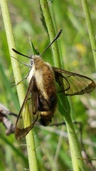Hemaris diffinis