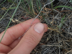 Holosteum umbellatum