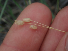 Holosteum umbellatum