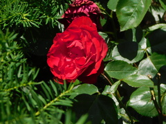 Rosa