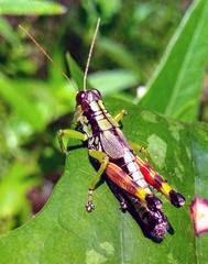 Dendrotettix quercus