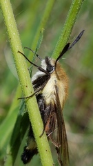 Hemaris diffinis