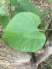 Aristolochia tomentosa