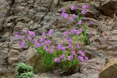 Alstroemeria violacea