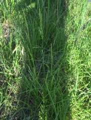 Elymus smithii