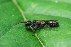 Pemphredonina