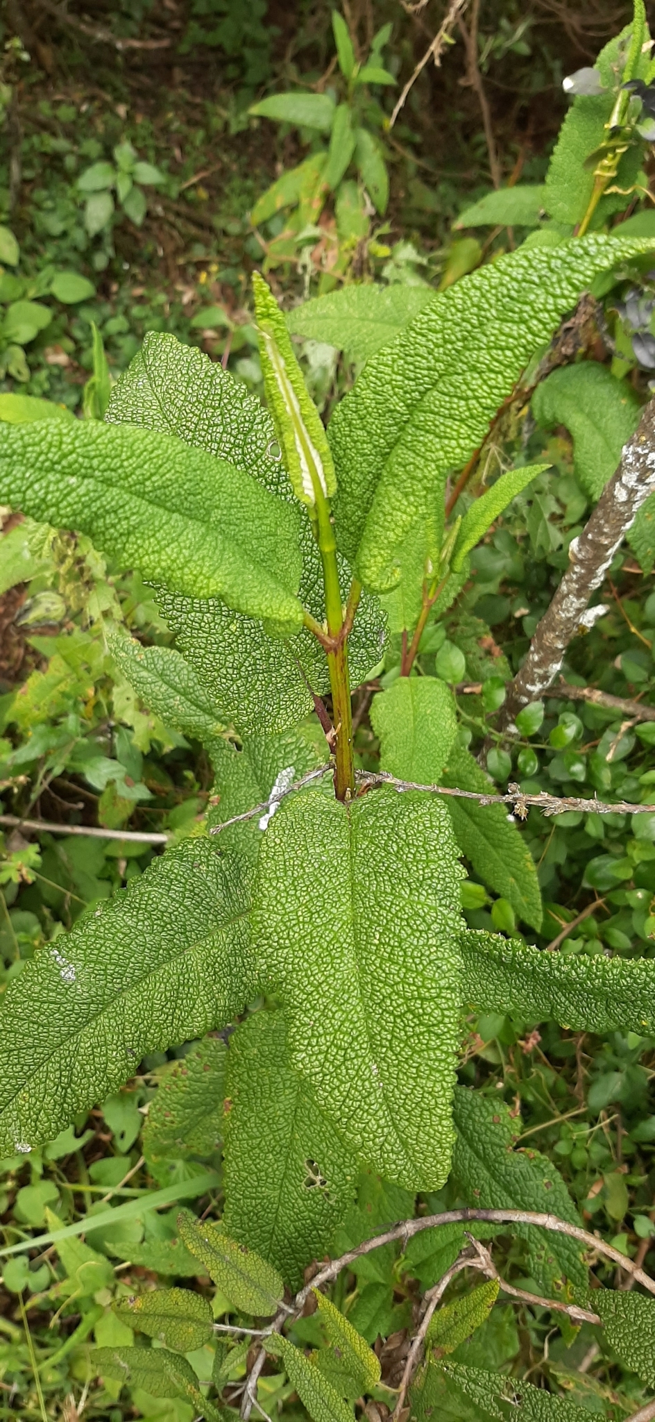 Aristeguietia glutinosa image