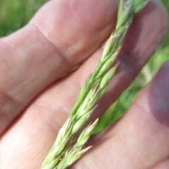 Elymus smithii