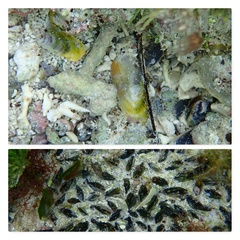Brachidontes modiolus