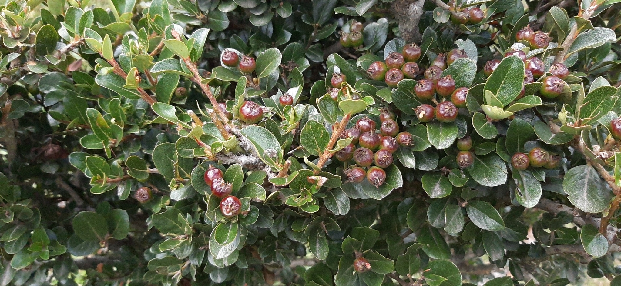 Hesperomeles image