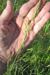 Elymus smithii