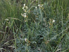 Astragalus storozhevae