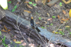 Pipilo maculatus falcifer