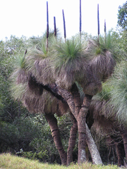 Xanthorrhoea glauca