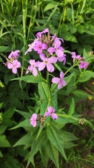 Hesperis matronalis