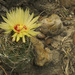 Miniature Barrel Cactus - Photo (c) Ad Konings, some rights reserved (CC BY-NC), uploaded by Ad Konings