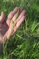 Elymus smithii