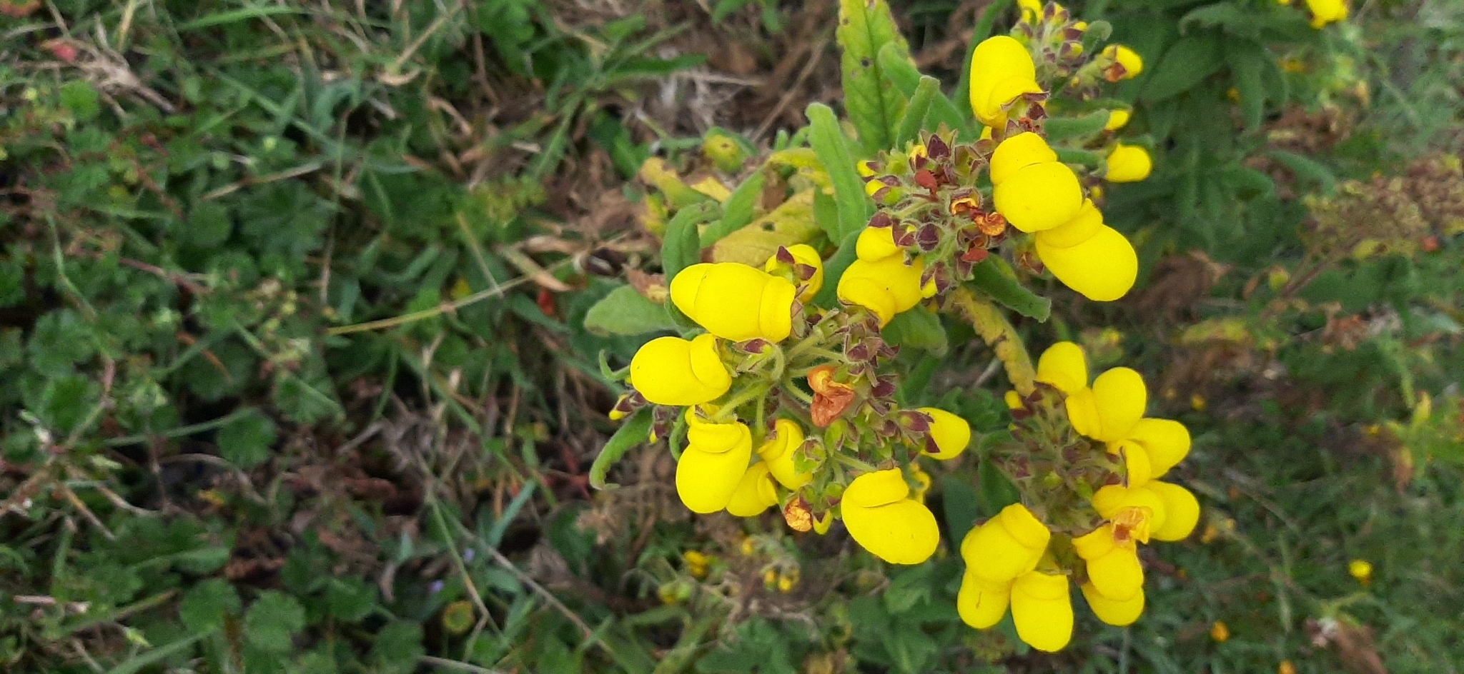 Calceolaria crenata image