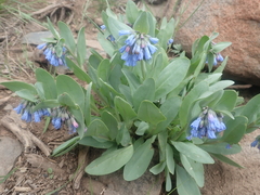 Mertensia oblongifolia