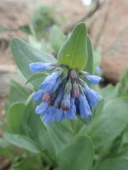 Mertensia oblongifolia