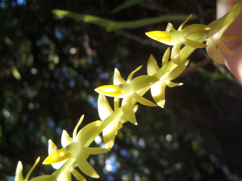 Epidendrum anoglossum Schltr.