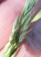 Elymus smithii