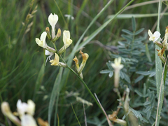 Astragalus storozhevae