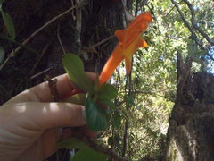 Columnea magnifica