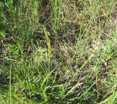 Elymus smithii
