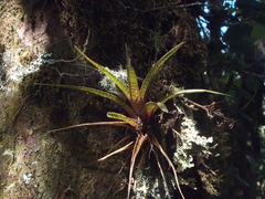 Werauhia