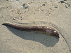 Gymnothorax castaneus