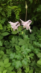 Aquilegia vulgaris