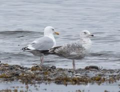 Larus argentatus × glaucescens